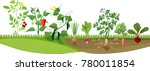 kitchen garden or vegetable... | Shutterstock .eps vector #780011854
