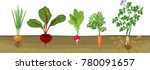 different root vegetables... | Shutterstock .eps vector #780091657