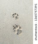 photo of dog  animal  footprint ... | Shutterstock . vector #1365757391