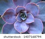 Beautiful Violet Cactus With...