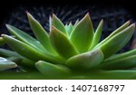 Beautiful Green Cactus With...