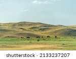 Small photo of steppe, prairie, veld, veldt are ecosystems that ecologists consider to be part of the biome of grasslands, savannas and shrubs with a temperate climate, based on a similar temperate climate