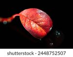 Bright red rowan leaf ...