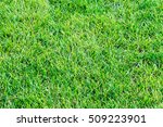 Texture  Background. Lawn...