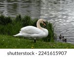 White swan on the shore of the White Lake in Gatchina Park on a summer day, Gatchina, Leningrad region, Russia