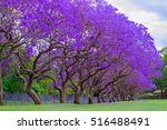 Jacaranda Tree At Full Bloom At ...