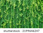 Wall of Green ivy leaves.