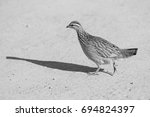 Crested Francolin Crossing The...