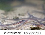 Small photo of glass eels on the river bed