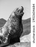 Sea Lion Sits On A Rock And...