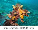 Small photo of Tropical coral reef scene Raja Ampat , Indonesia . Polycarpa aurata also known as the ox heart ascidian, the gold-mouth sea squirt or the ink-spot sea squirt.