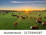 Aerial view of cows loose in the field during the summer at sunset.