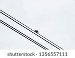 Small photo of Birds in wire city