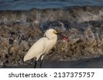 Heron With Fish Meat In The...
