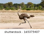Ostrich Running Across The...