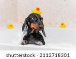 Dog puppy dachshund sitting in bathtub with yellow plastic duck on her head and looks up.