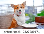 Dog sits at served table in...
