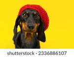 Small photo of Funny ridiculous puppy in red knitted beret on yellow background looks with pathetic look, waiting walk. Dog advertises clothing for pet. Ridiculous dachshund staring curiously Fashion creative image