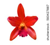 Cattleya Orchid Isolated On...