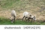 Small photo of rocky mountain sheep seen in Canada near Banff and Loke Louise