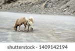 Small photo of rocky mountain sheep seen in Canada near Banff and Loke Louise