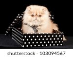 Cream Persian Kitten Sitting...