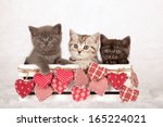 Valentine Theme Kittens...