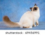 Birman Cat On Blue Background