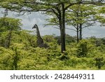 Small photo of A giraffe in their real habitat. A giraffe in african savanna. Giraffe in tanzania