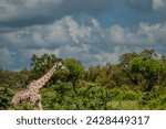Small photo of A giraffe in their real habitat. A giraffe in african savanna. Giraffe in tanzania