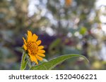 Small photo of Beautiful yellow daisy flower or tetraneuris scaposa