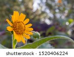 Small photo of Beautiful yellow daisy flower or tetraneuris scaposa