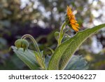 Small photo of Beautiful yellow daisy flower or tetraneuris scaposa