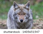 Male coyote portrait in spring