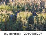 Two Males White Tailed Deer In ...
