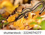  Common Garter Snake ...