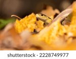  Common Garter Snake ...