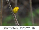 yellow warbler (Setophaga petechia) singing in spring