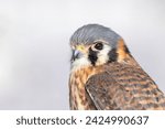 Female american kestrel  falco...
