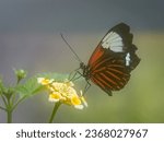 Small photo of Doris Butterfly, Heliconius Doris Viridis on Lantana Camara Flower