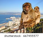 Two Barbary Macaque Monkeys...
