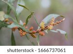 Small photo of Tiny flowers of the Wax Myrtle, a native wetland shrub that produces red berries that are an important food source for birds through the winter.
