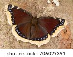 The Mourning Cloak Or...