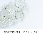 blooming branch with white... | Shutterstock . vector #1484121617