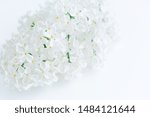 blooming branch with white... | Shutterstock . vector #1484121644