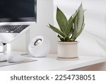Small photo of Bangkok\Thailand - January 27 2023 : Snake plant dwarf varieties in minimalist white ceramic pots on a white desk. Scientific name : Sansevieria laurentii dwarf