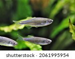 Small photo of Blue danio fish (Kerr's danio, Long-barbel danio) are swimming in freshwater aquarium with aquatic plants background. Danio kerri is colorful freshwater ornamental fish native to Thailand.