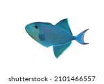 The Blue Triggerfish On...