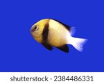 Small photo of A cute Damsel fish (Reticulated Dascyllus) on isolated blue background. Dascyllus reticulatus is a small, brightly colored which popular in marine aquarium.