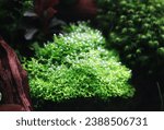 Small photo of Riccia fluitans (floating crystalwort) has produces small oxygen bubbles on the leaf lips by photosynthesis. Riccia is an aquatic floating plant of the liverwort which is popular among aquarists.